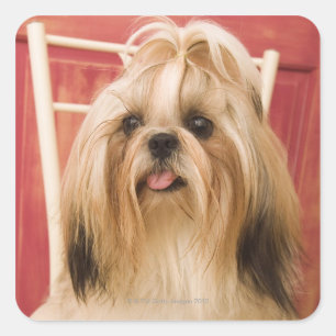 Sticker Carré Chien de Shih-tzu