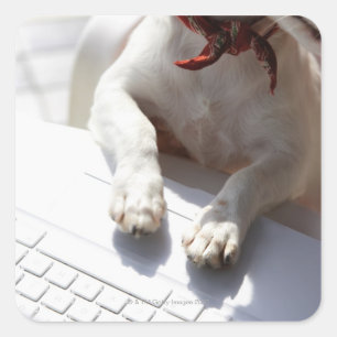 Sticker Carré Chien mettant ses mains sur un ordinateur portable
