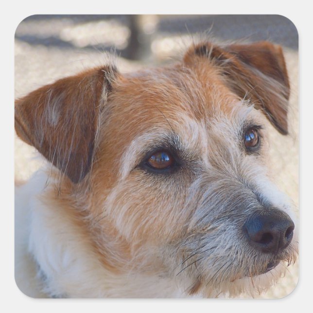 Sticker Carré Chien mignon (Devant)