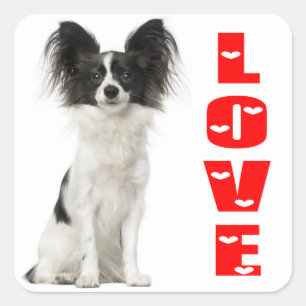 Sticker Carré Chien noir et blanc de Papillon - chiots d'amour