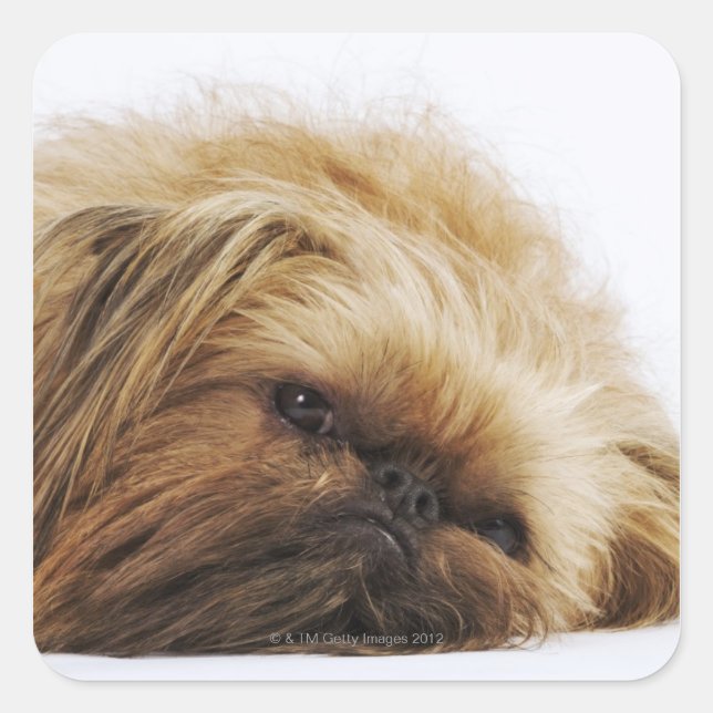 Sticker Carré Chien pekingese, gros plan (Devant)
