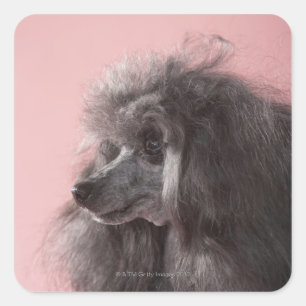 Sticker Carré Chien regardant loin