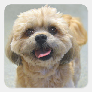 Sticker Carré Chien Shih Tzu souriant