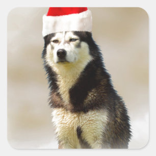 Sticker Carré Chien sibérien Husky avec chapeau de Santa Hat en 