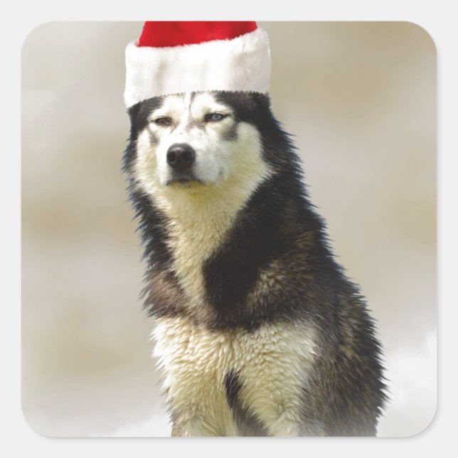 Sticker Carré Chien sibérien Husky avec chapeau de Santa Hat en  (Devant)