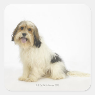 Sticker Carré Chien sur blanc 104