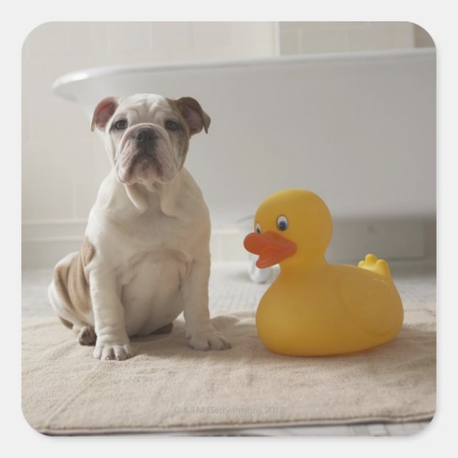Sticker Carré Chien sur tapis avec canard en plastique (Devant)