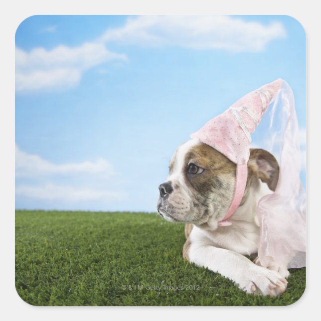 Sticker Carré Chien taureau princesse chienne (Devant)