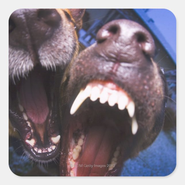 Sticker Carré Chiens aboyant (Devant)