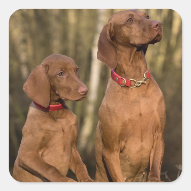 Sticker Carré Chiens de chasse de la Vizsla - Hounds de chasse - (Devant)