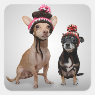 Sticker Carré Chiens de chiwawa avec la photo de casquettes