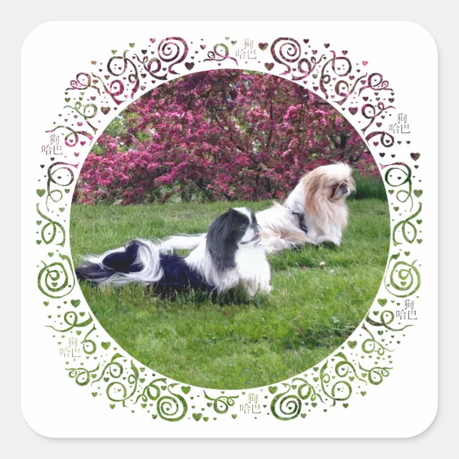 Sticker Carré Chiens de Pékin Parti-Color (Devant)