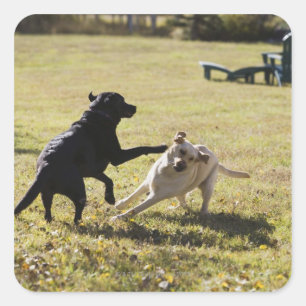 Sticker Carré Chiens jouant