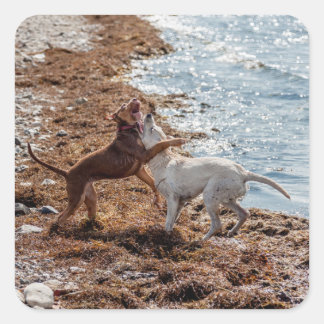 Sticker Carré Chiens sur la plage