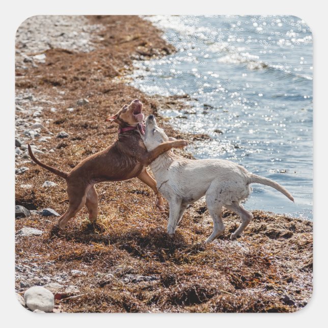 Sticker Carré Chiens sur la plage (Devant)