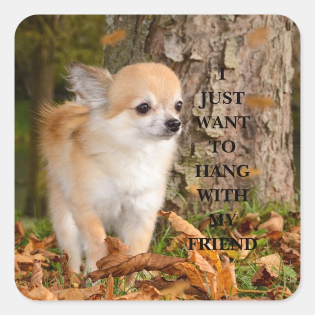 Sticker Carré Chihuahua (Devant)