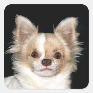 Sticker Carré Chihuahua aux cheveux longs