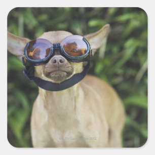 Sticker Carré Chihuahua portant des lunettes
