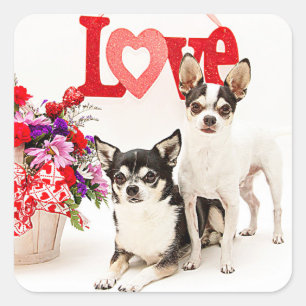 Sticker Carré Chihuahua's, Fleurs et Amour