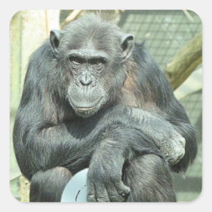 STICKER CARRÉ CHIMPANZÉ DRÔLE