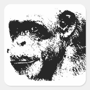Sticker Carré Chimpanzé noir et blanc