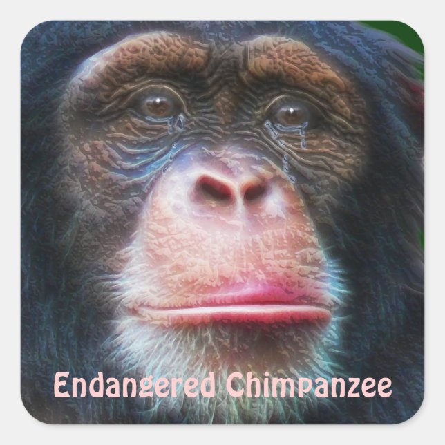 Sticker Carré Chimpanzés Africains en voie de disparition Sticke (Devant)