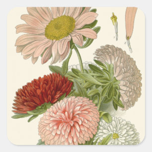 Sticker Carré China Asters - Exquise Vintage Florale Botanique