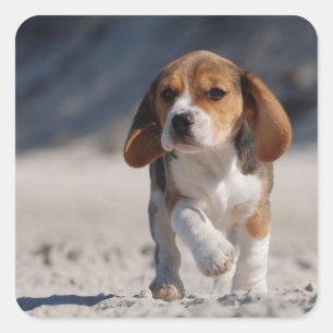 Sticker Carré chiot beagle