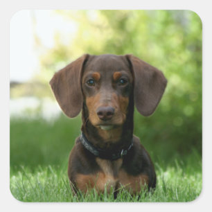 Sticker Carré Chiot Brown Dachshund