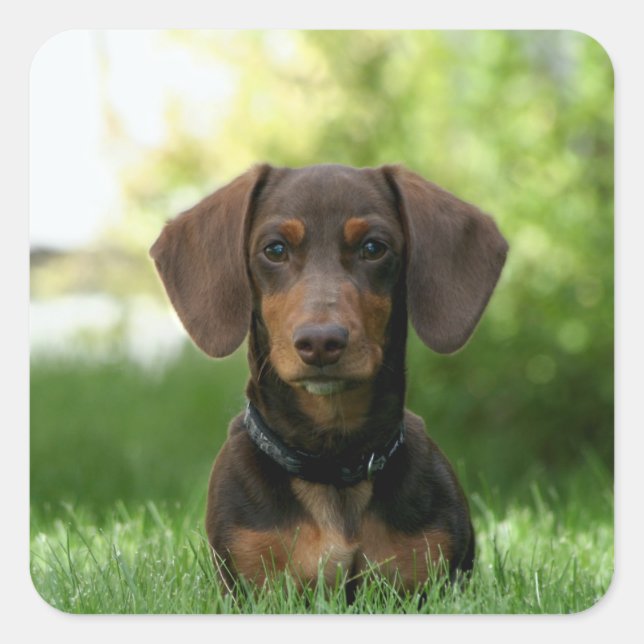 Sticker Carré Chiot Brown Dachshund (Devant)
