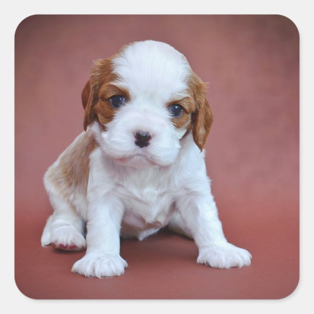 Sticker Carré Chiot Cavalier King Charles Spaniel (Devant)