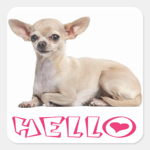 Sticker Carré Chiot Chihuahua Rose Fuchsia Bonjour