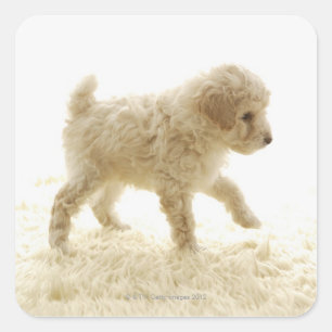 Sticker Carré Chiot de caniche