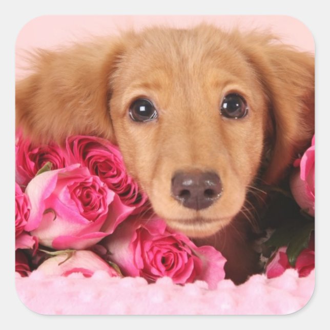 Sticker Carré Chiot de Dachshund Entouré de Roses (Devant)