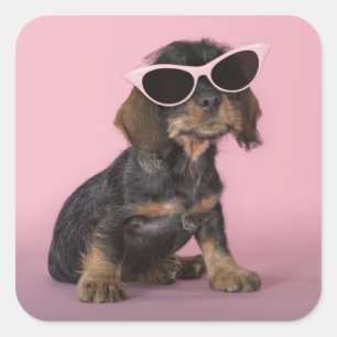 Sticker Carré Chiot de Dachshund portant des lunettes de soleil
