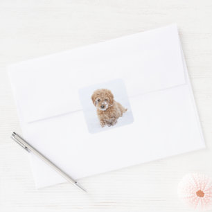 Sticker Carré Chiot De Goldendoodle Avec La Neige À La Face