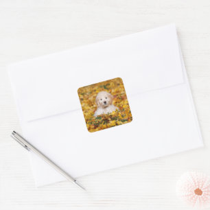 Sticker Carré Chiot De Goldendoodle En Feuilles D'Automne