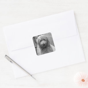 Sticker Carré Chiot De Goldendoodle En Jardin