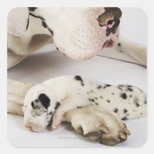 Sticker Carré Chiot de great dane de harlequin dormant sur la