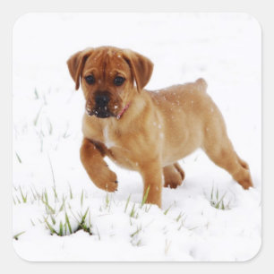 Sticker Carré Chiot de Noël