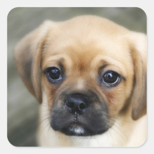 Sticker Carré Chiot de Pugalier regardant l'appareil-photo