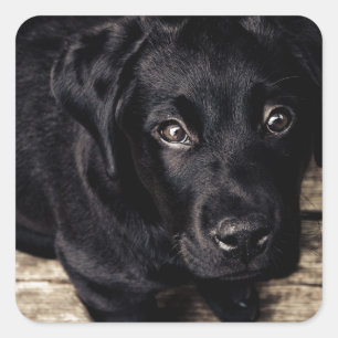 Sticker Carré Chiot de récupération du Labrador noir sur bois