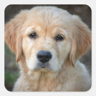 Sticker Carré Chiot Golden Retriever