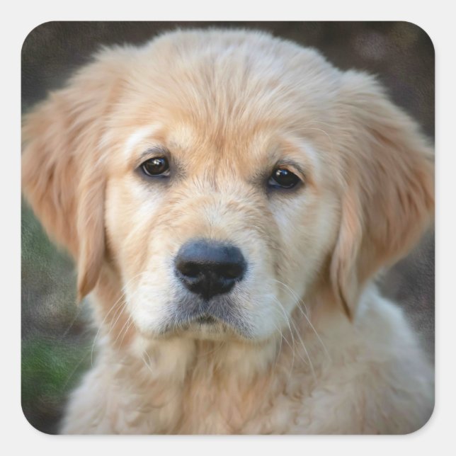 Sticker Carré Chiot Golden Retriever (Devant)