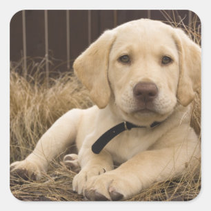 Sticker Carré Chiot Labrador Retriever