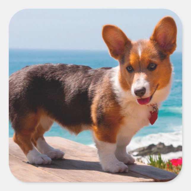 Sticker Carré chiot Pembroke Welsh Corgi debout sur une table (Devant)