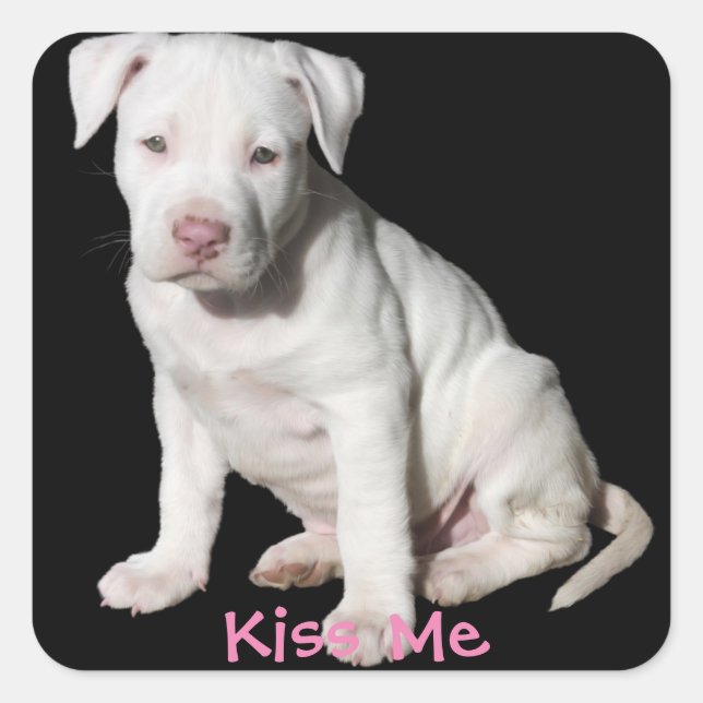 Sticker Carré Chiot Pitbull blanc bébé (Devant)