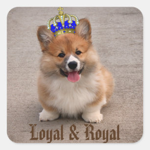 Sticker Carré Chiot royal et loyal Corgi