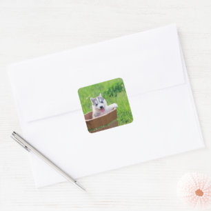 Sticker Carré Chiot sibérien Husky dans un pot