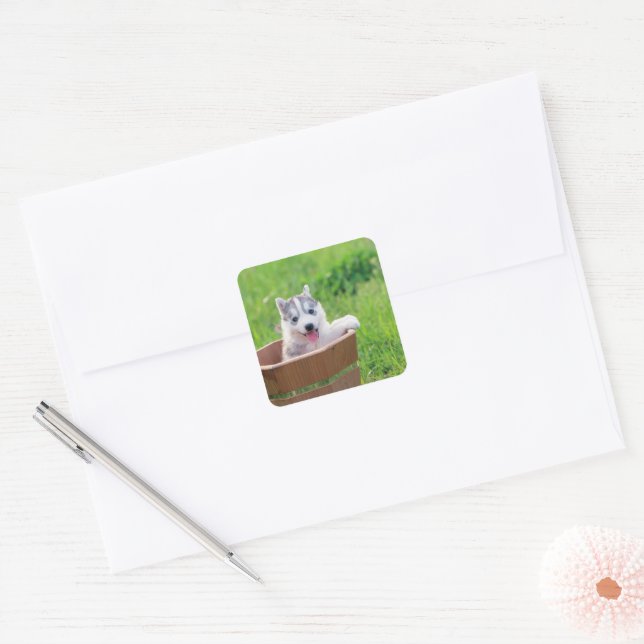 Sticker Carré Chiot sibérien Husky dans un pot (Enveloppe)